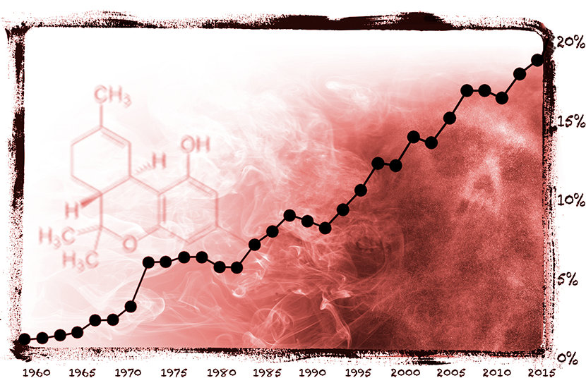 
Quanto mais THC, mais psicoativa fica a droga e maior é o potencial para o abuso, dependência química e outros efeitos prejudiciais.
